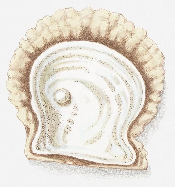 Illustration of pearl in shell