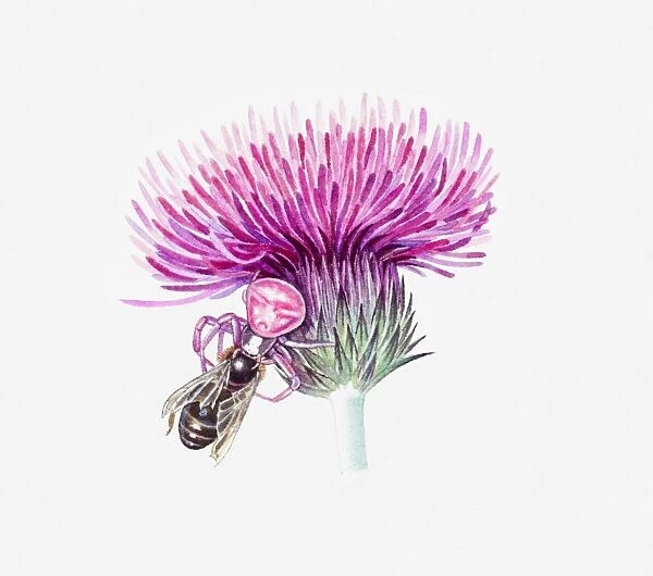 Illustration of pink Crab Spider on thistle attacking bee