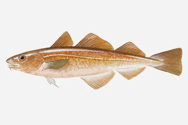 Illustration of Red Cod (Pseudophycis) fish