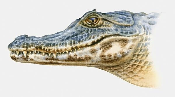 Illustration of Spectacled Caiman (Caiman crocodilus), profile