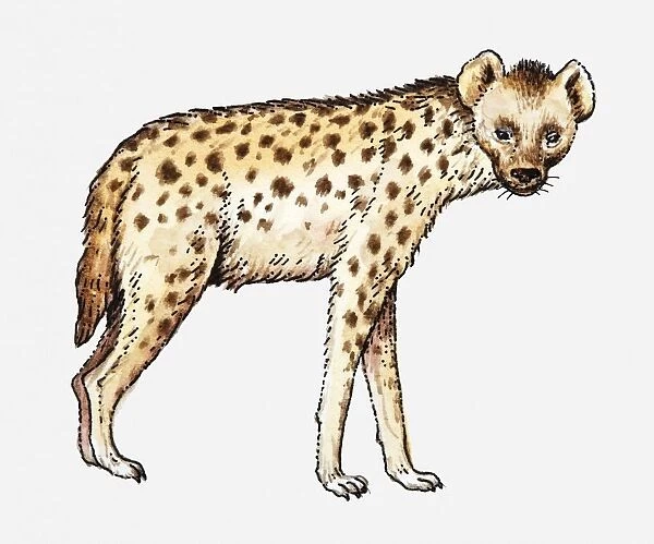 Illustration of a spotted hyena facing forward