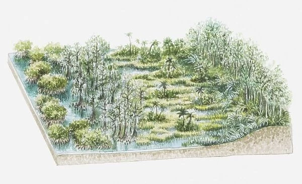 Illustration of swamp flora containing Taxodium distichum (Stunted bald cypress), sawgrass and mangroves