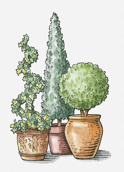 Illustration of topiary plants in terracotta pots