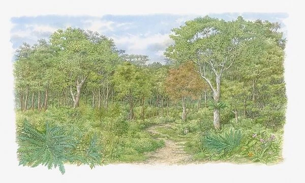 Illustration of trail through one of Kenyas lush forests