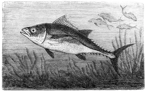 Tuna. Illustration of a Tuna