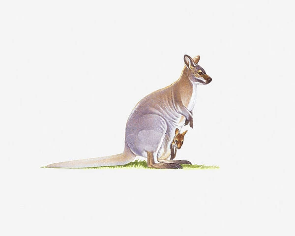 Illustration of wamp Wallaby (Wallabia bicolor) with joey in pouch