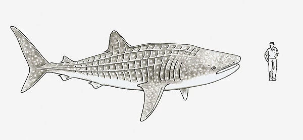 Illustration of Whale shark (Rhincodon typus) and a man stood next to it to show scale