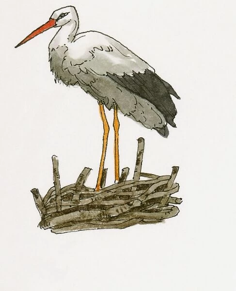 Illustration of White Stork (Ciconia ciconia) standing on nest near Feke