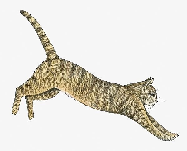 Illustration of Wildcat (Felis silvestris)