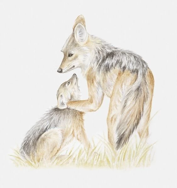 Illustration of two young Black-backed jackals (Canis mesomelas) playing