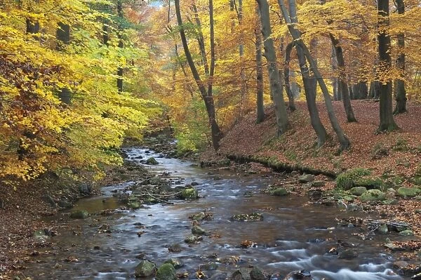 Ilse brook in autumn, Ilsetal valley, Harz region, Saxony-Anhalt, Germany, Europe