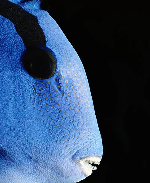 Indo-Pacific Bluetang (Paracanthurus hepatus), close-up