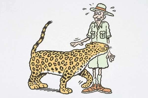 Jaguar (Panthera onca) rubbing its head against safari tourist