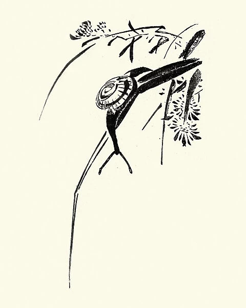 Japanese Art, Sketch of a Snail