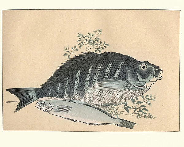 Japanese art, A stidy of fish by Utagawa Hiroshige