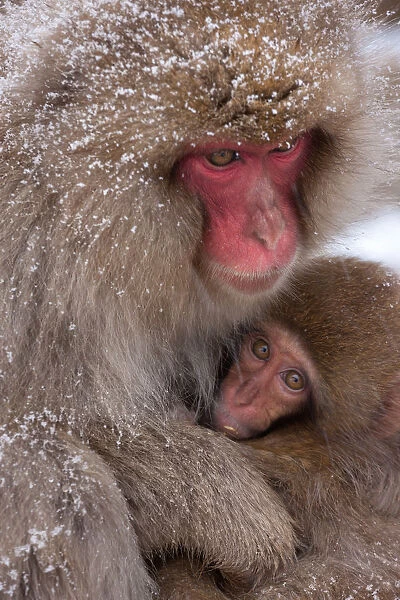 Japanese Macaques, Japanese Alps, Honshu Island, Japan