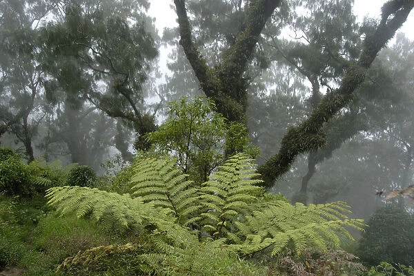 Jungle, cloud forest, fog, big ferns and ancient moss-covered trees moss in the forest, mountain Gunung Abang, Bali, Indonesia, Southeast Asia, Asia