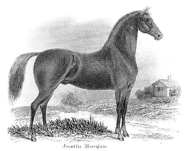Justin Morgan horse engraving 1873