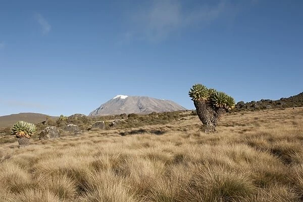 Kibo Peak, extinct volcano, Giant Groundsel -Dendrosenecio Kilimanjari-, Kilimanjaro National Park, Marangu Route, Tanzania, East Africa, Africa