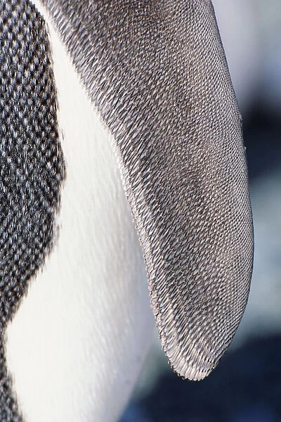 King penguin (Aptenodytes patagonicus) Australia, wing detail