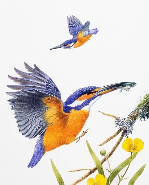 Kingfisher (Alcedo atthis), male, preparing to land with fish in bill, and in flight