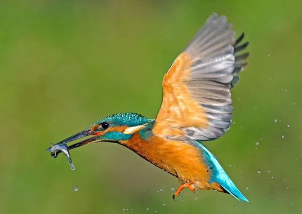 https://www.mediastorehouse.co.uk/p/629/kingfisher-flight-fish-19927195.jpg.webp
