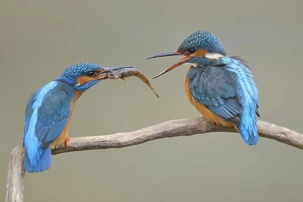 Kingfishers -Alcedo atthis-, male passing little fish on to female, courtship feeding, Swabian Alb biosphere reserve, Baden-Wurttemberg, Germany