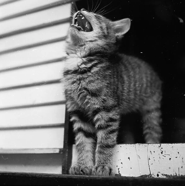Kitten Yawning
