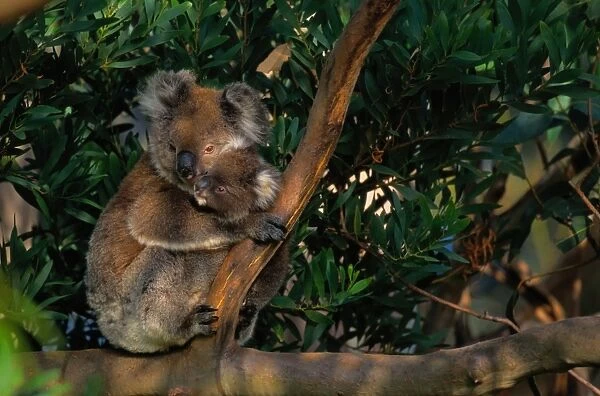 Koala (Phascolarctos cinereus) and baby in tree, Australia