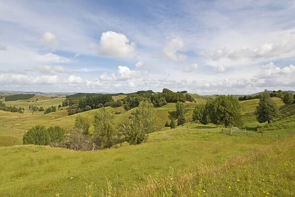 Landscape with hilly meadows, Coromandel, Coromandel Peninsula, North Island, New Zealand