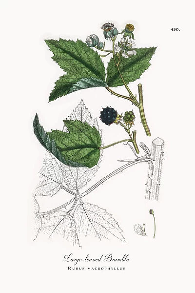 Large-leaved Bramble, Rubus macrophyllus, Victorian Botanical Illustration, 1863