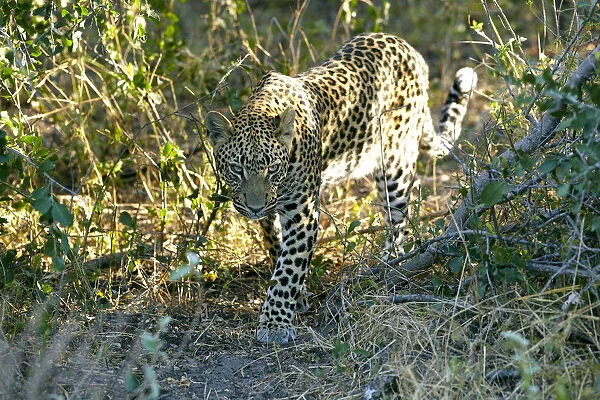 Leopard -Panthera pardus-, Okavango Delta, Botswana, Africa
