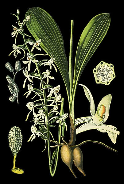 lesser butterfly-orchid