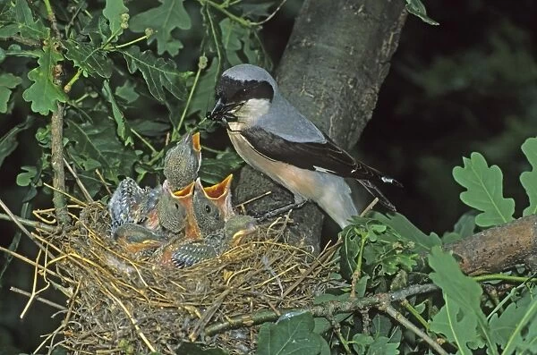 Lesser Gray Shrike -Lanius minor- adult feeding young in the nest, Hortobagy, Hungary, Europe
