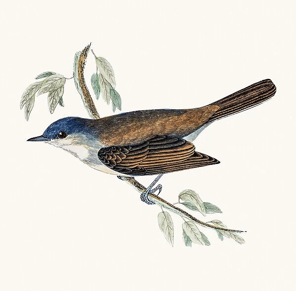 Lesser Whitethroat songbird