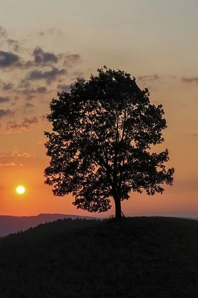 Lime tree on a hill at sunset, Emmental, Bernese Oberland, Canton of Bern, Switzerland