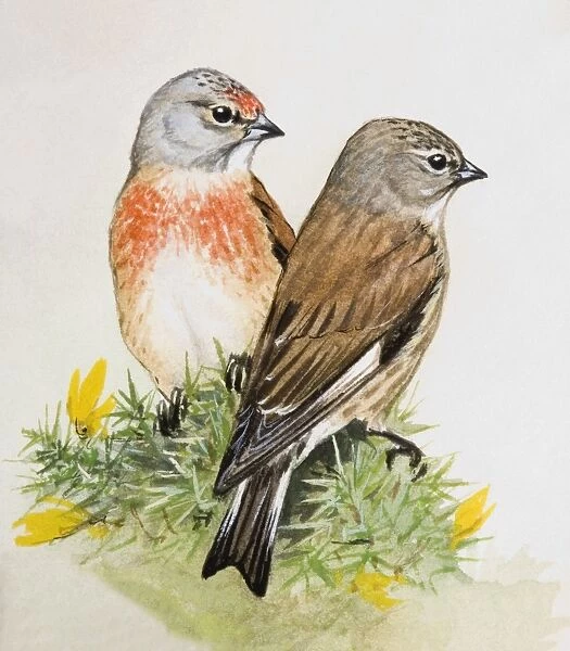 Linnet (Carduelis Cannabina), male and female, looking away