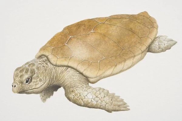 Loggerhead Turtle (caretta caretta) swimming, side view