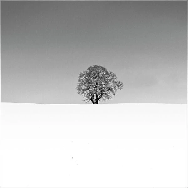 Lonely tree in snow standing clear of ridge against stormy sky