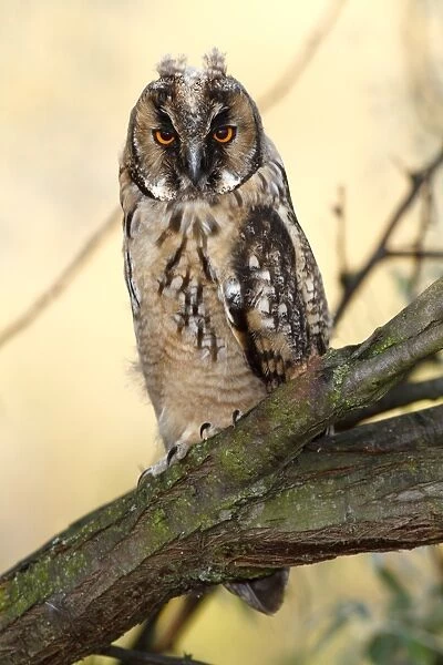 Long-eared Owl -Asio otus-, fledged young bird, branchling sitting on a branch, Apetlon, Lake Neusiedl, Burgenland, Austria, Europe