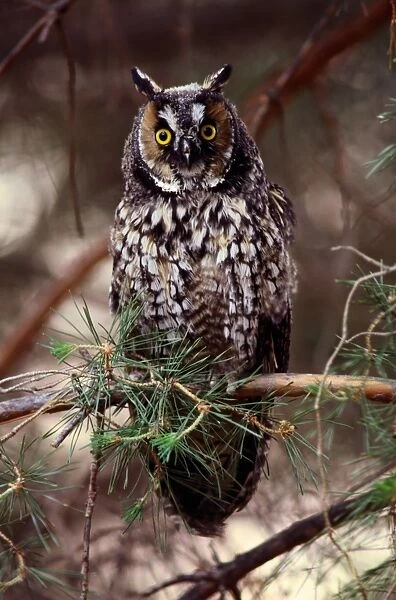 Long-eared owl (Asio otus) on tree branch