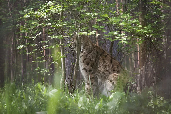 Lynx -Lynx lynx-, captive, Brandenburg, Germany