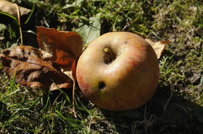 Framed Print : Maggot-ridden Windfall Apple Print Framed Print : Maggot-ridden Windfall Apple Print