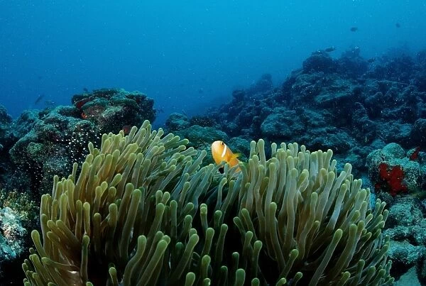 Maldives anemonefish (Amphiprion nigripes) in Magnificent Sea Anemone (Heteractis magnifica), Maldives, Indian Ocean
