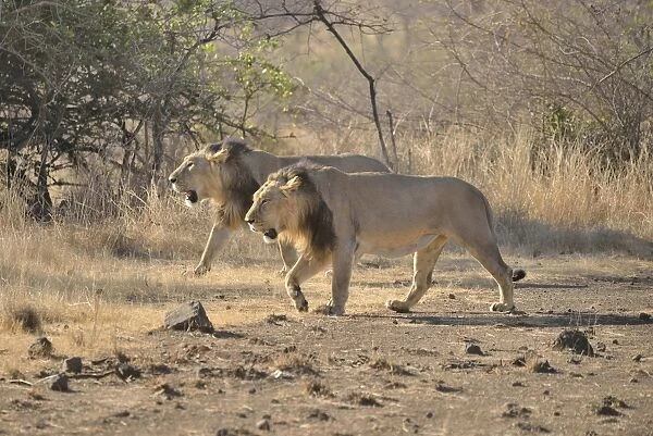 Two male Asiatic Lions -Panthera leo persica-, Gir Interpretation Zone, Gir Forest National Park, Gir Sanctuary, Gujarat, India