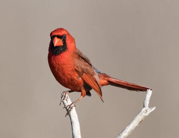 Male Cardinal on a Branch
