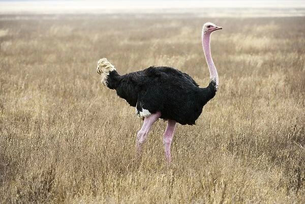 Male Common Ostrich (Struthio camelus) in breeding plumage, Ngorongoro Crater