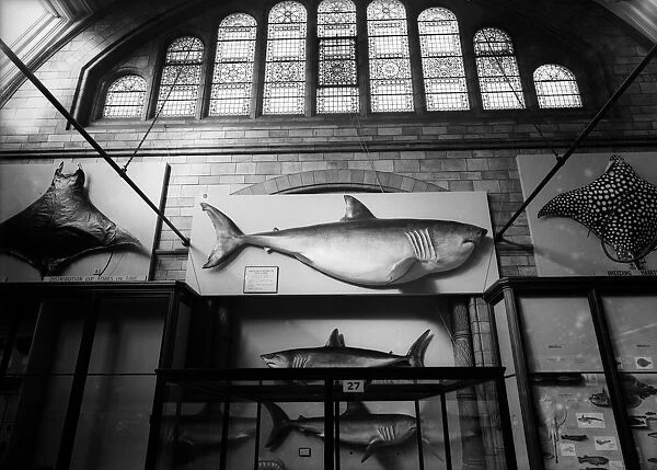 Man Eater. November 1933: A Great Blue shark and two types of ray on display