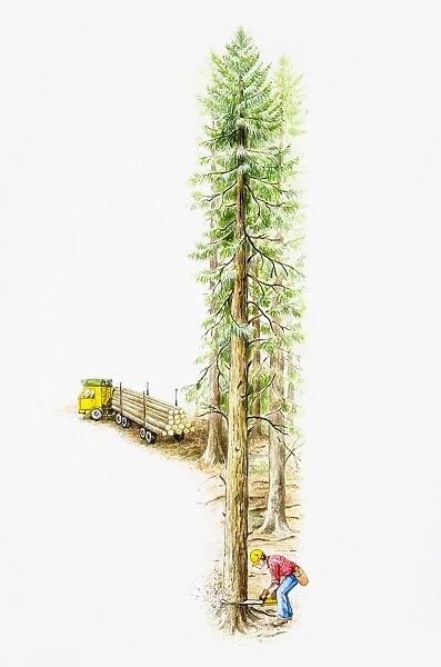 Man wearing yellow hard hat, plastic mask and tools belt felling a tree in a forest with an electric saw, lorry loaded with trunks in background, elevated view