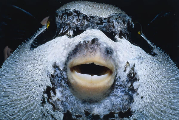Masked Pufferfish
